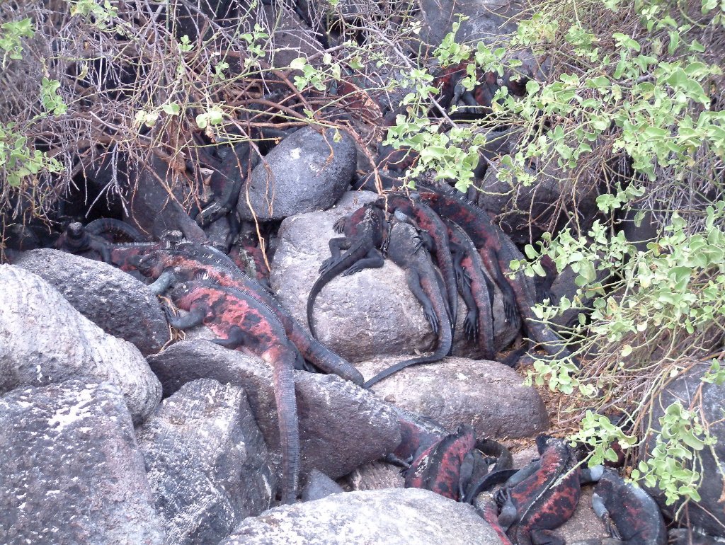 01-Marine Iguanas.jpg - Marine Iguanas